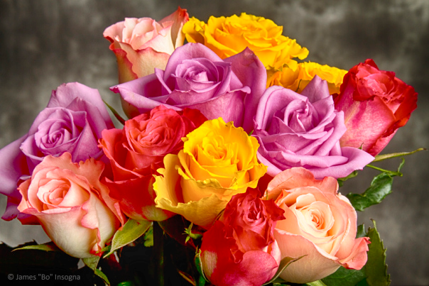 multi-coloured-roses