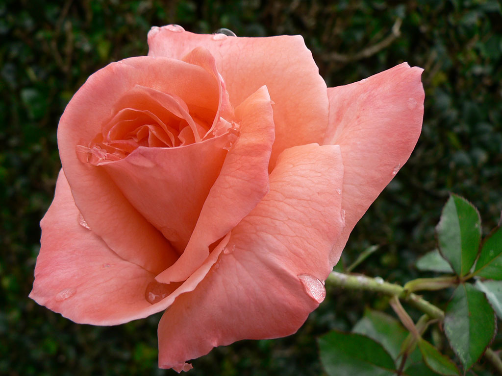 peach-rose